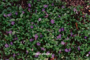 Vinca Minor - foliage 